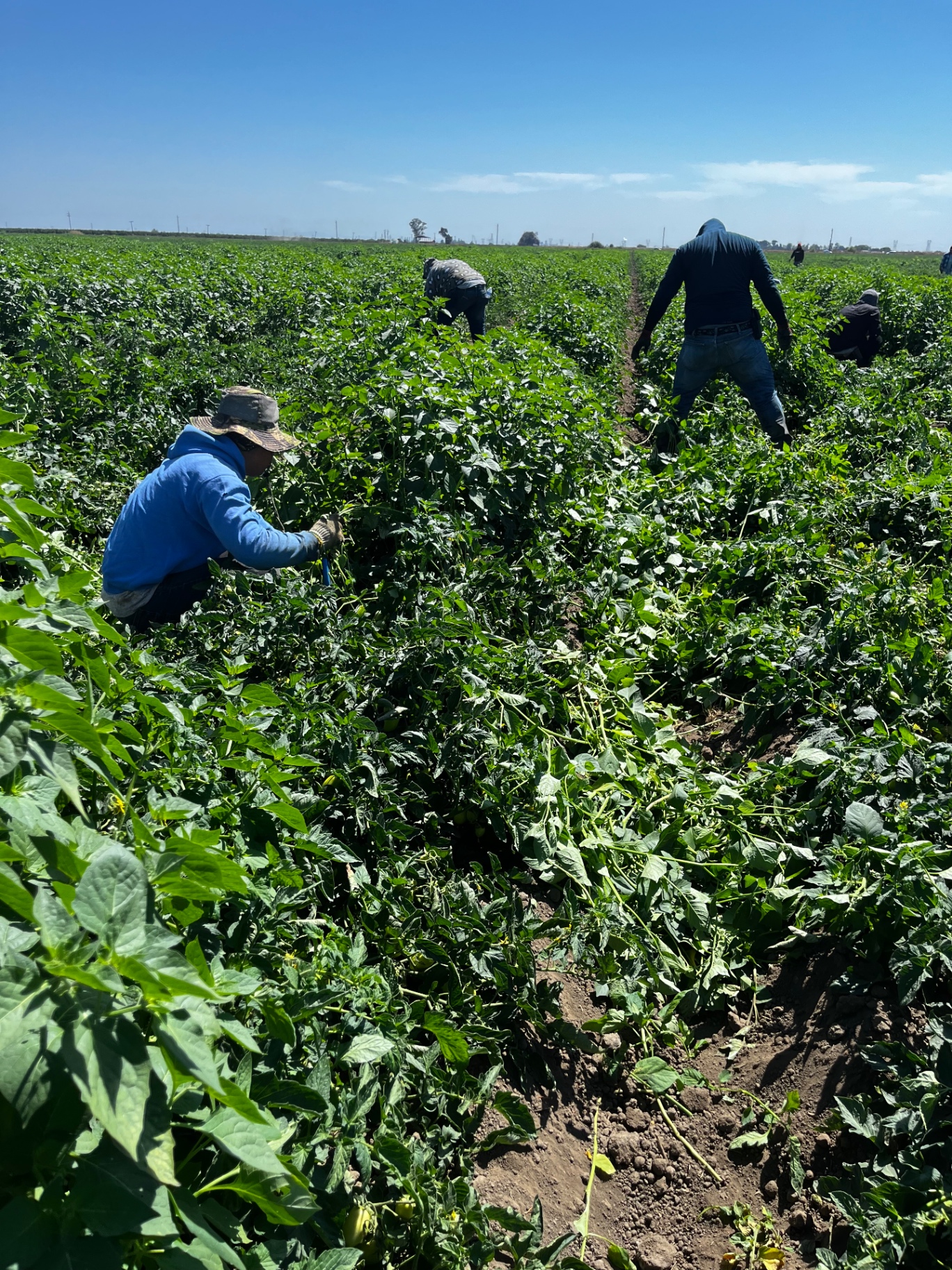Clearing tomatoes from invasive weeds with care and precision.