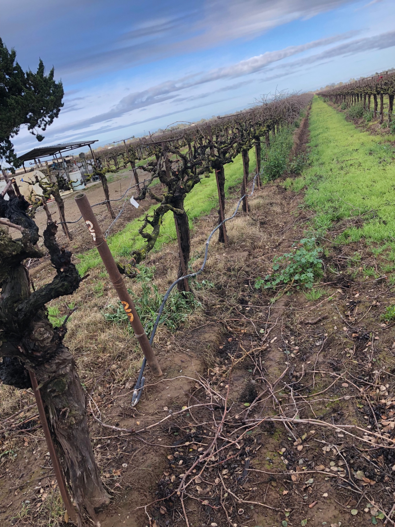 Pruning