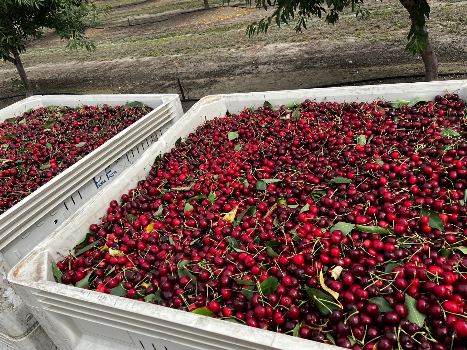 Bins of cherries filled and shaded, ready to head to the packing house.