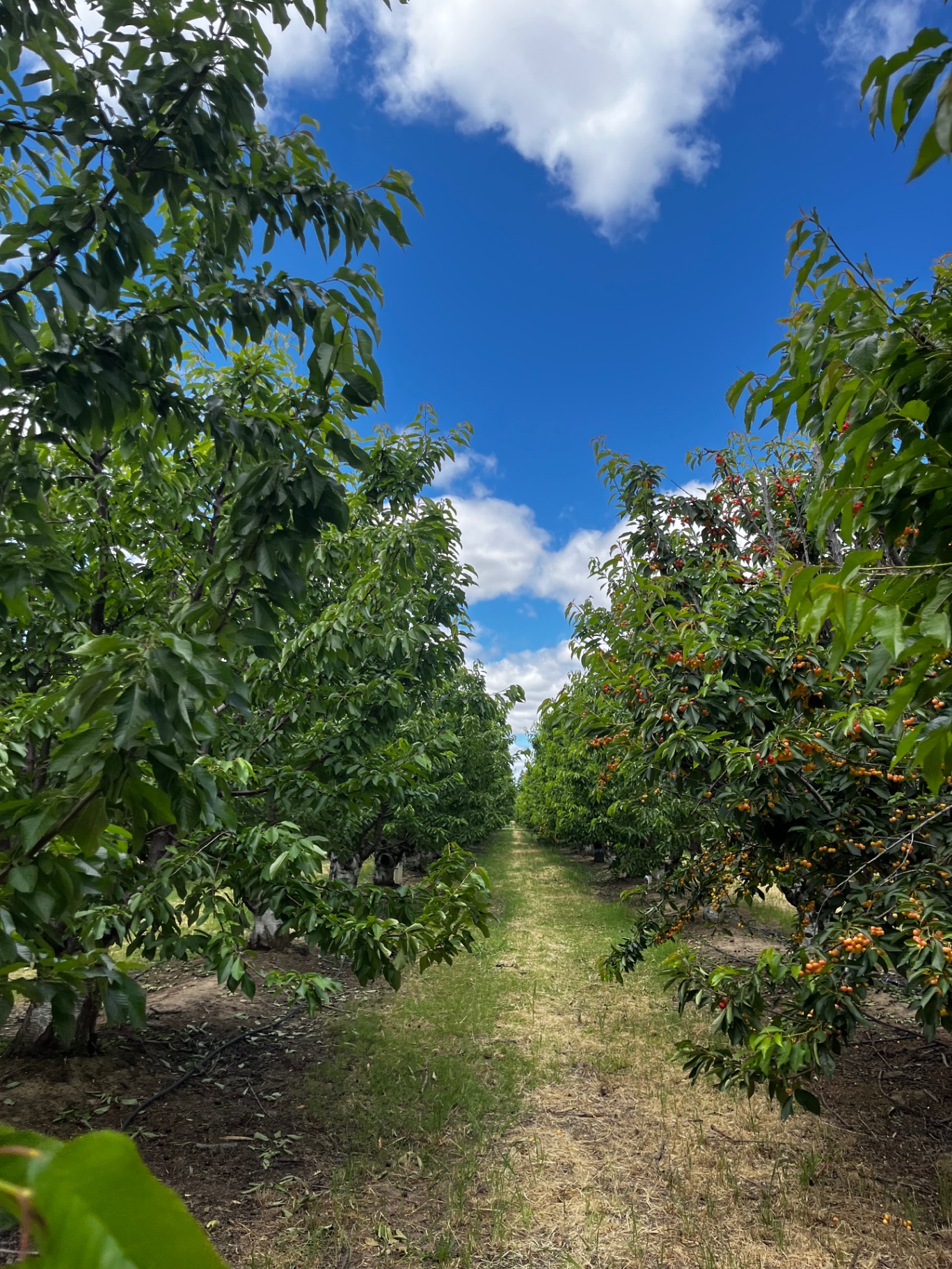 Cherry block coming into color, kept clean and well watered through the season.
