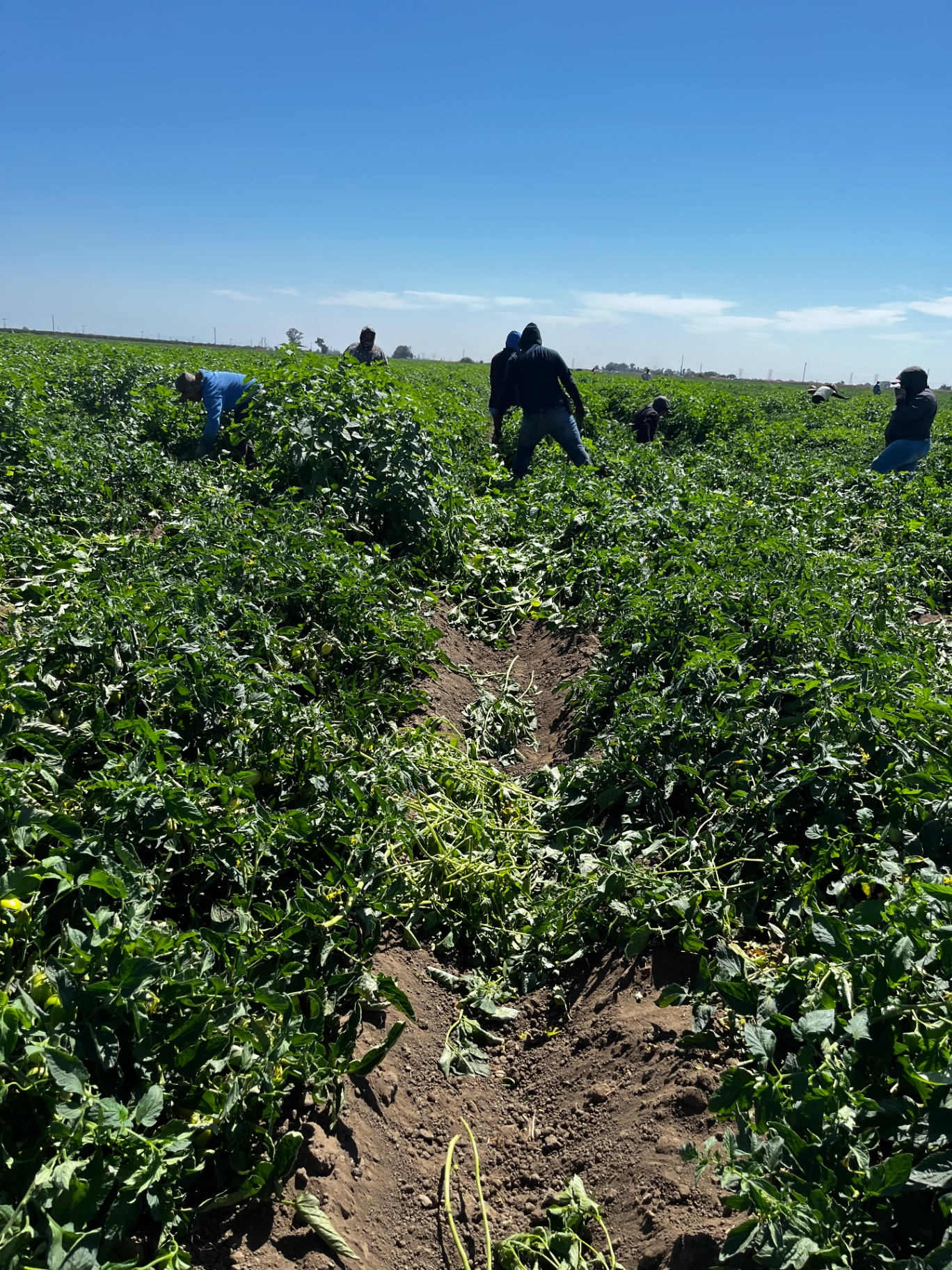 Crew working to complete tomatoes that's been taken over by weeds. 