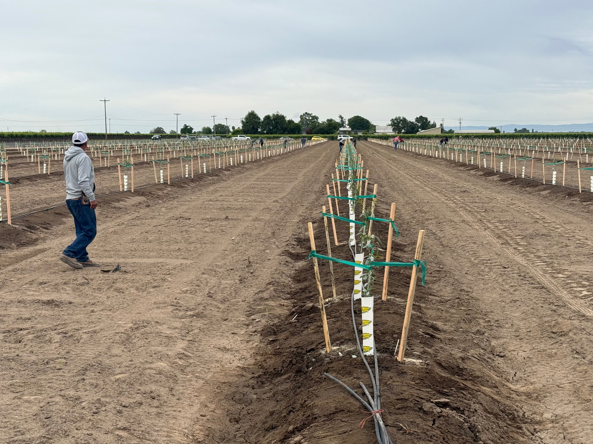 Planting