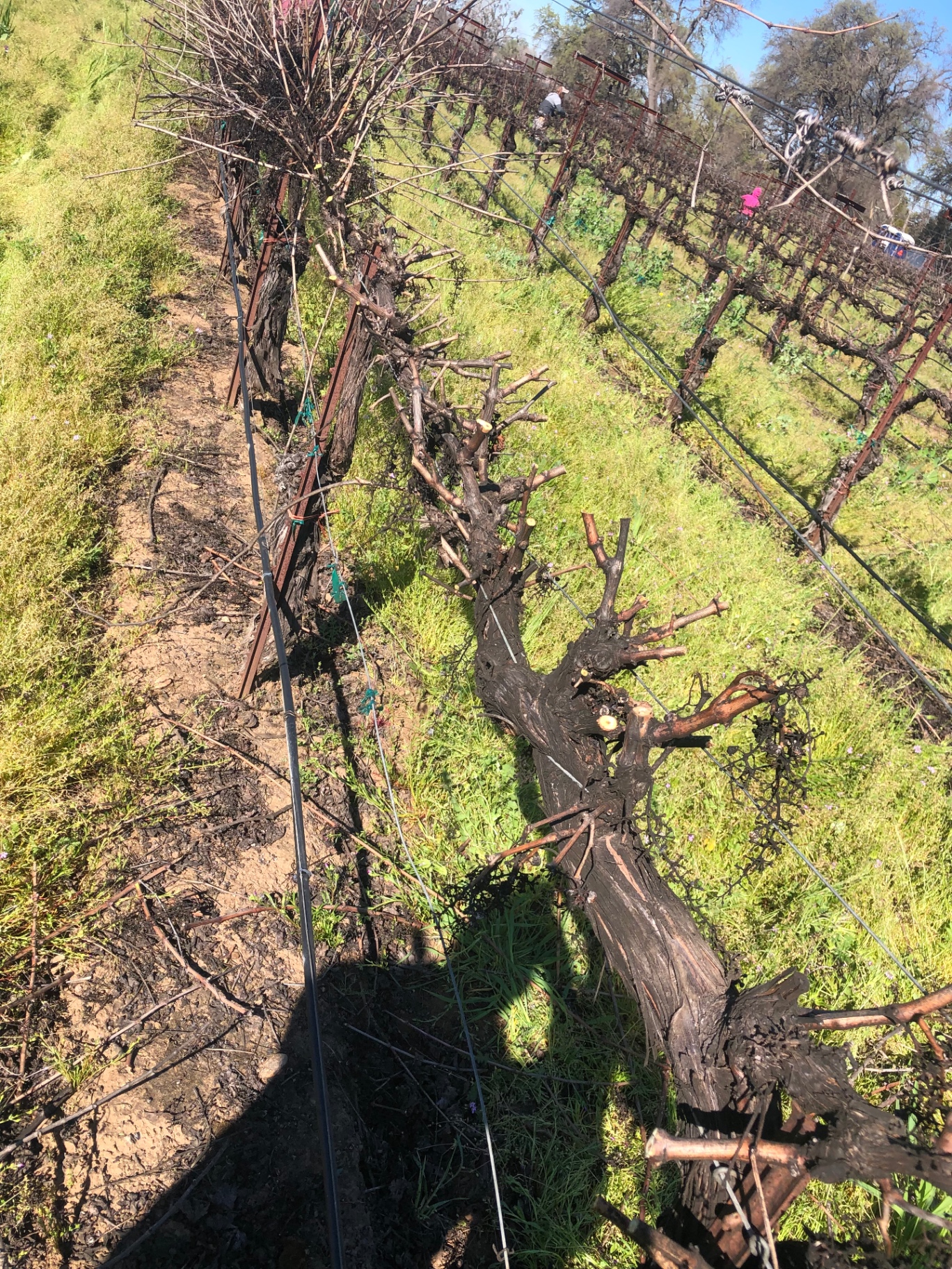 Dormant vineyard pruning — clean cuts on old vines that set up the next season's growth.