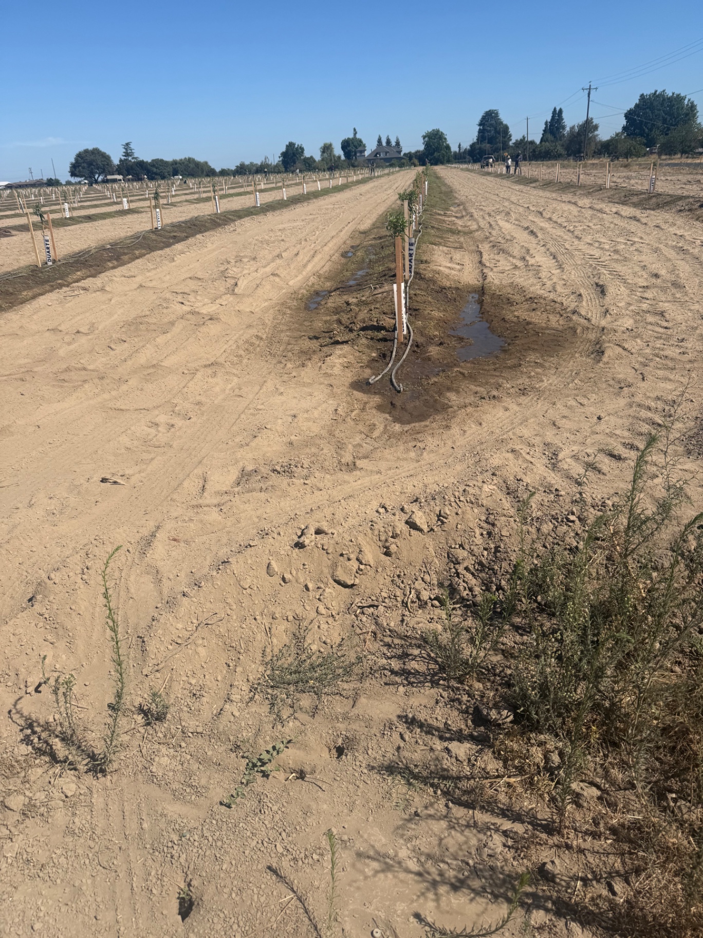 A new orchard planting staked and tied off, row by row, in Linden.